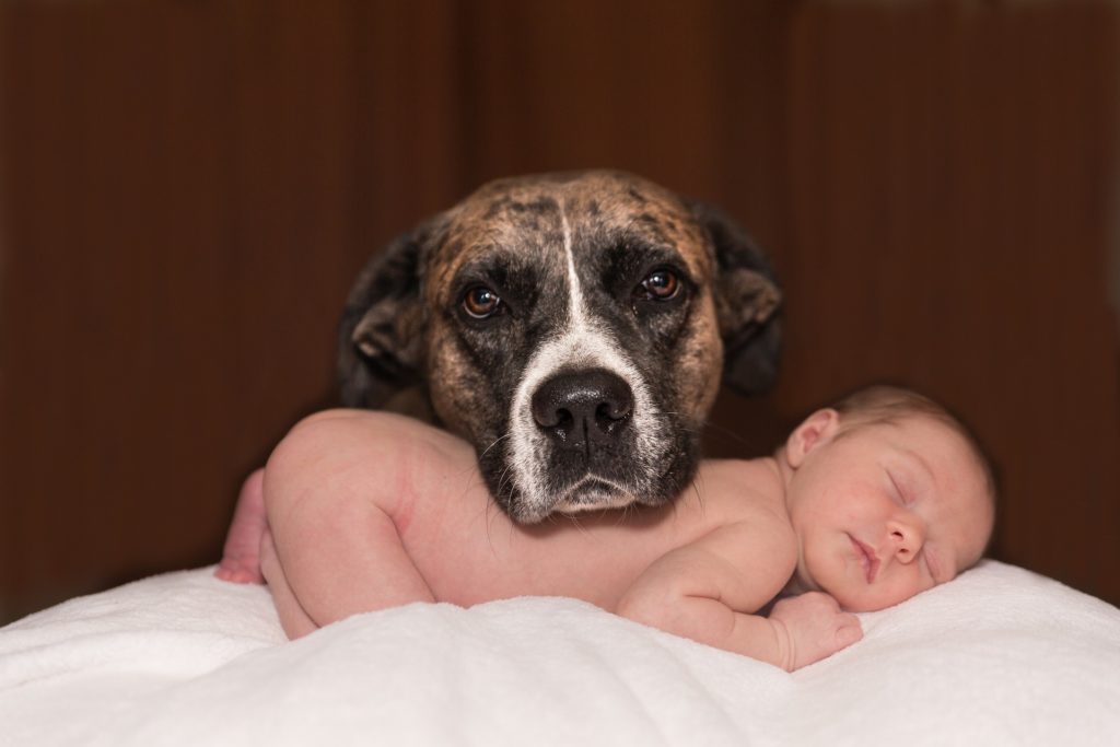 A dog with a newborn and introduction of a newborn