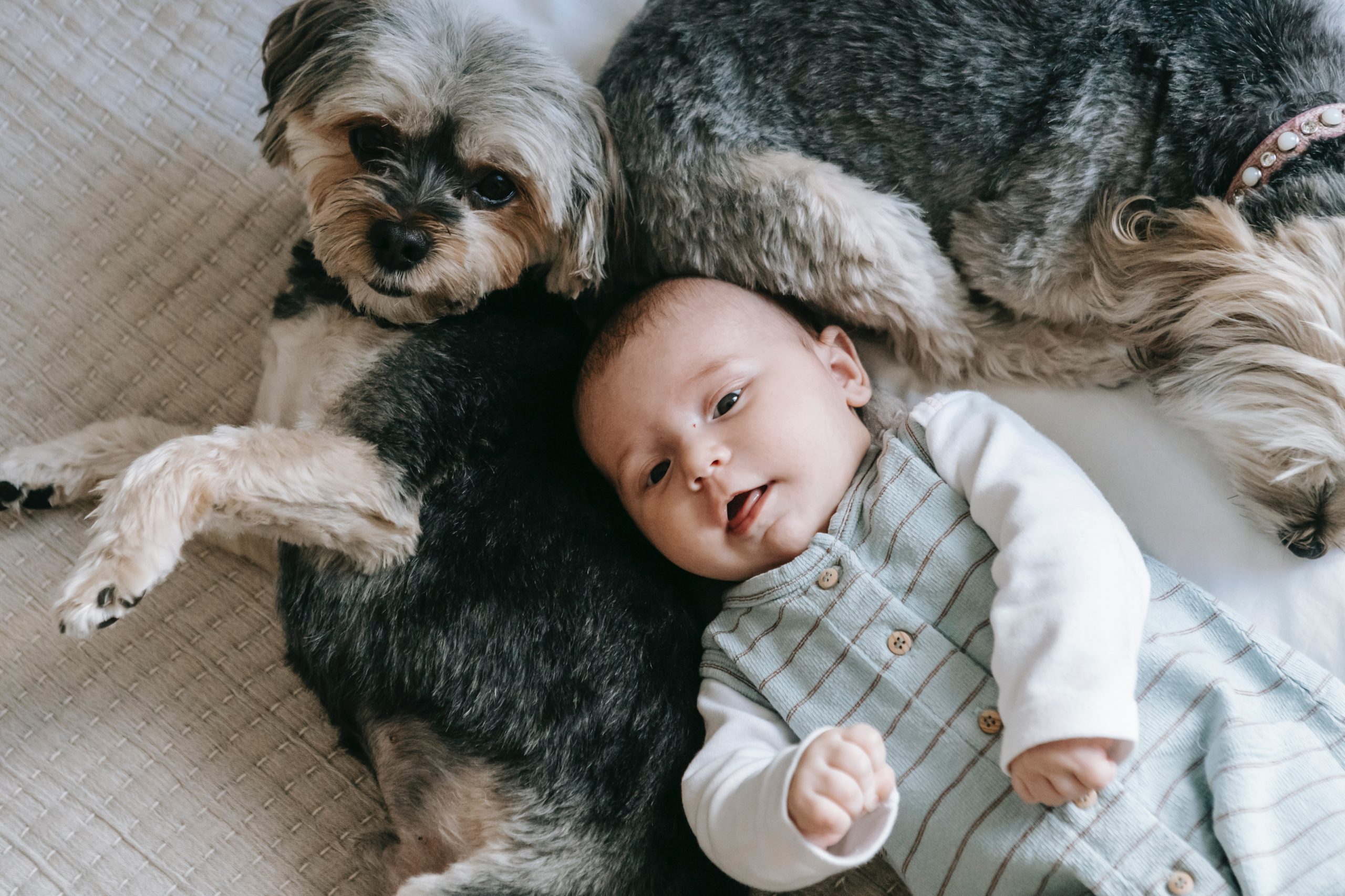 introducing newborn to pets